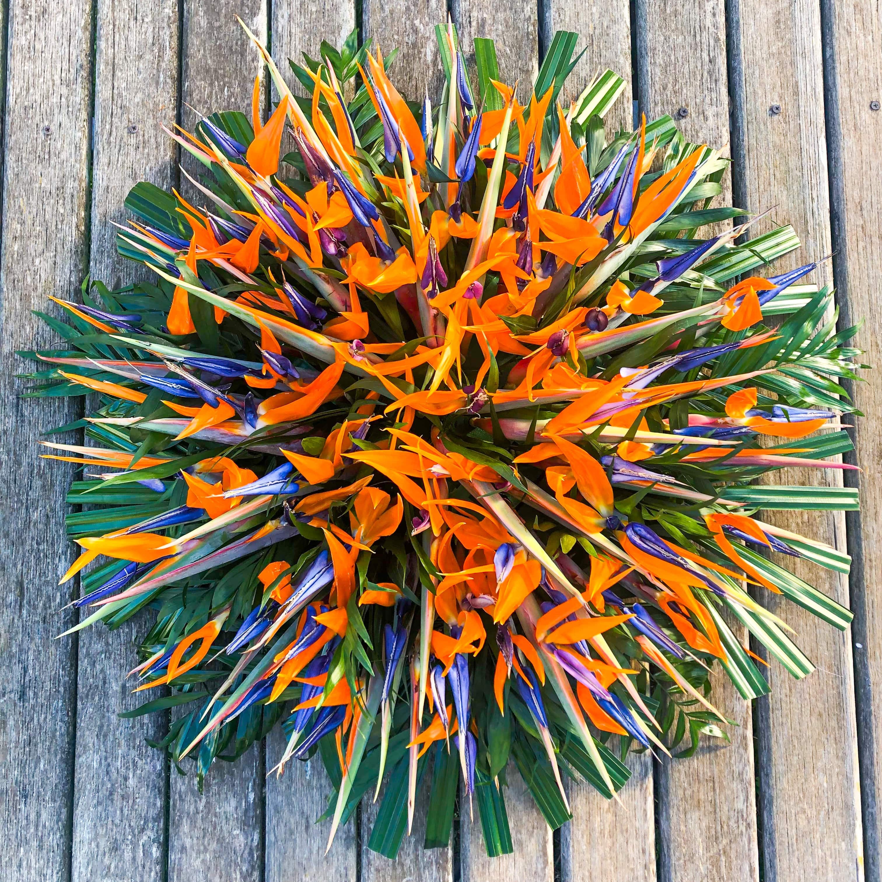 strelitzias